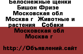 Белоснежные щенки Бишон Фризе - Московская обл., Москва г. Животные и растения » Собаки   . Московская обл.,Москва г.